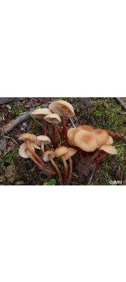 선녀밀버섯 (Gymnopus erythropus (Pers.) Ant., Hall. &amp; Noordel  > Collybia erythropus (Pers.) P. Kumm.(선녀애기버섯))