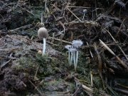 두포자쥐눈물버섯(두포자무리먹물버섯) (Coprinellus bisporus (Lge.) Vilg. Hople & J. Johnson  > Coprinus bisporus Lge.)