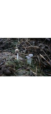 두포자쥐눈물버섯(두포자무리먹물버섯) (Coprinellus bisporus (Lge.) Vilg. Hople &amp; J. Johnson  > Coprinus bisporus Lge.)