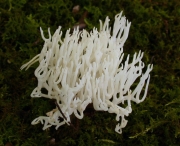 쇠뜨기버섯 (Ramariopsis kunzei (Fr.) Corner)