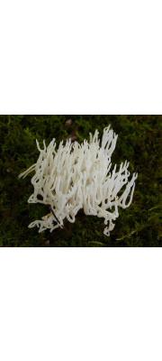 쇠뜨기버섯 (Ramariopsis kunzei (Fr.) Corner)