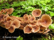 악취밀버섯 (Gymnopus foetidus (Sow.) P.M. Kirk  > Micromphale foetidum (Sow.) Sing. (악취마늘향버섯))