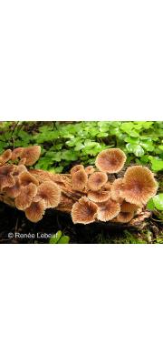 악취밀버섯 (Gymnopus foetidus (Sow.) P.M. Kirk  > Micromphale foetidum (Sow.) Sing. (악취마늘향버섯))