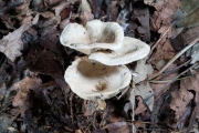 통발내림살버섯(통발진달래버섯) (Rhodocybe popinalis (Fr.) Sing.  > R. mundula (Lasch) Sing.)