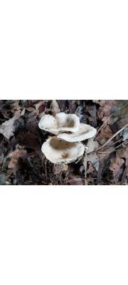 통발내림살버섯(통발진달래버섯) (Rhodocybe popinalis (Fr.) Sing.  > R. mundula (Lasch) Sing.)