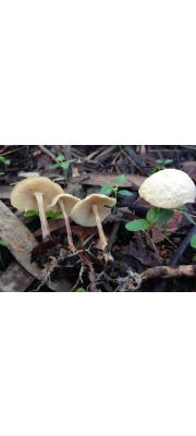가는대밀버섯(잠칭) (Gymnopus menehune Desjardin, Halling &amp; Hemmes)