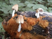 받침대쥐눈물버섯(바침대갈색먹물버섯, 바침대먹물버섯) (Coprinellus domesticus (Bolt.) Vilgalys, Hopple & Johnson  > Coprinus domesticus (Bolt.) Gray)