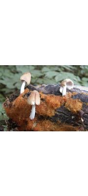 받침대쥐눈물버섯(바침대갈색먹물버섯, 바침대먹물버섯) (Coprinellus domesticus (Bolt.) Vilgalys, Hopple &amp; Johnson  > Coprinus domesticus (Bolt.) Gray)