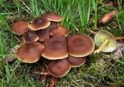 민혹밀버섯(민혹애기버섯) (Gymnopus ocior (Pers.) Antonin & Noord.  > Collybia extuberans (Fr.) Quél.)