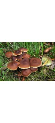 민혹밀버섯(민혹애기버섯) (Gymnopus ocior (Pers.) Antonin &amp; Noord.  > Collybia extuberans (Fr.) Quél.)