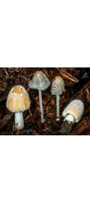 곱슬쥐눈물버섯(갈색솜먹물버섯, 곱슬먹물버섯) (Coprinellus flocculosus (DC.) Vilg., Hopple &amp; Jhons. > Coprinus flocculosus (DC.) Fr. > Coprinus flocculosus (DC.) Fr.)