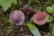적갈색쭈글밀버섯 (Gymnopus perforans (Hoffm.) Antonin & Noordel.)