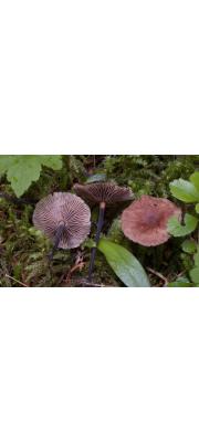 적갈색쭈글밀버섯 (Gymnopus perforans (Hoffm.) Antonin &amp; Noordel.)