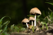 갈색쥐눈물버섯(갈색먹물버섯) (Coprinellus micaceus (Bull.) Vilg, Hopple & Johns.  > Coprinus micaceus (Bull.) Fr.(갈색먹물버섯))
