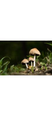 갈색쥐눈물버섯(갈색먹물버섯) (Coprinellus micaceus (Bull.) Vilg, Hopple &amp; Johns.  > Coprinus micaceus (Bull.) Fr.(갈색먹물버섯))