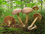 가랑잎밀버섯(가랑잎꽃애기버섯, 가랑잎애기버섯) (Gymnopus peronatus (Bolt.) Ant., Hall. & Noord.  > Collybia peronata (Bolt.) P. Kumm.)