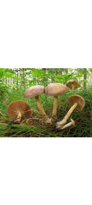 가랑잎밀버섯(가랑잎꽃애기버섯, 가랑잎애기버섯) (Gymnopus peronatus (Bolt.) Ant., Hall. &amp; Noord.  > Collybia peronata (Bolt.) P. Kumm.)