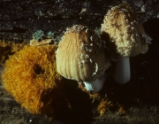 노랑쥐눈물버섯(황갈색먹물버섯, 노랑먹물버섯) (Coprinellus radians (Desm.) Vilg, Hopple & Johns.  > Coprinus radians (Desm.) Fr.)