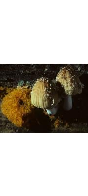 노랑쥐눈물버섯(황갈색먹물버섯, 노랑먹물버섯) (Coprinellus radians (Desm.) Vilg, Hopple &amp; Johns.  > Coprinus radians (Desm.) Fr.)