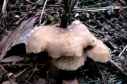 붉은끼내림살버섯 (Rhodocybe roseiavellanea (Murr.) Sing.)