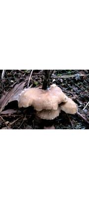 붉은끼내림살버섯 (Rhodocybe roseiavellanea (Murr.) Sing.)