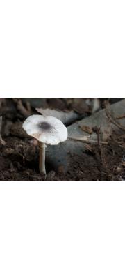 흑꼭지갓버섯 (Lepiota atrodisca Zeller)