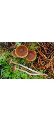 돌기끈적버섯 (Cortinarius acutus (Pers.) Fr.)