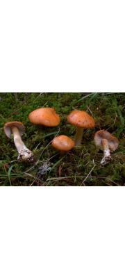 적갈색끈적버섯(가루끈적버섯) (Cortinarius allutus Fr.)