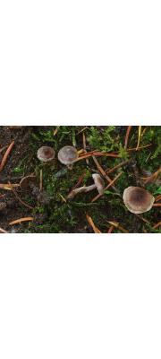 비단끈적버섯(흰비단끈적버섯) (Cortinarius alnetorum (Vel.) Moser)