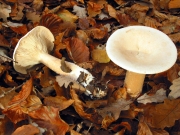 깔때기굽다리버섯(굽다리깔때기버섯) (Infundibulicybe geotropha (Bull.) Harmaja  > Clitocybe geotropa (Bull.) Quél. > Clitocybe maxima sensu auct Brit.)