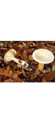 깔때기굽다리버섯(굽다리깔때기버섯) (Infundibulicybe geotropha (Bull.) Harmaja  > Clitocybe geotropa (Bull.) Quél. > Clitocybe maxima sensu auct Brit.)
