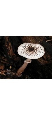 비늘갓버섯(검은비늘갓버섯) (Lepiota atrosquamulosa Hongo)