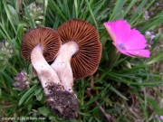 담배색끈적버섯(회색껍질끈적버섯) (Cortinarius alpicola (Bon) Bon  > Cortinarius episomiansis var. alpicola Bon)