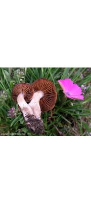 담배색끈적버섯(회색껍질끈적버섯) (Cortinarius alpicola (Bon) Bon  > Cortinarius episomiansis var. alpicola Bon)