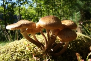 물렁뽕나무버섯 (Armillaria borealis Marxm. & Korhonen)
