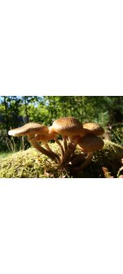 물렁뽕나무버섯 (Armillaria borealis Marxm. &amp; Korhonen)