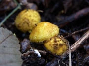 노랑갓버섯 (Lepiota aurantioflava Hongo)