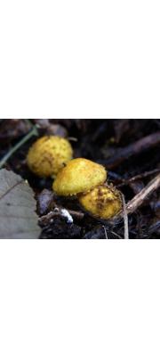 노랑갓버섯 (Lepiota aurantioflava Hongo)