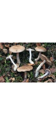 회갈색끈적버섯 (Cortinarius anomalus (Pers.) Fr.)