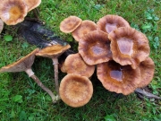 민뽕나무버섯 (Armillaria cepistipes Velen)