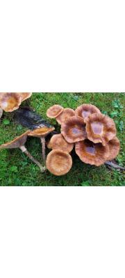 민뽕나무버섯 (Armillaria cepistipes Velen)