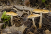 고동색갓버섯 (Lepiota boundieri Bres. > Lepiota Fulvella Rea)