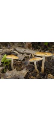 고동색갓버섯 (Lepiota boundieri Bres. > Lepiota Fulvella Rea)
