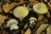 붉은띠끈적버섯 (Cortinarius anserinus (Volen.) R. Henry.  > Cortinarius amoenolens Hry. ex P.D. Orton)