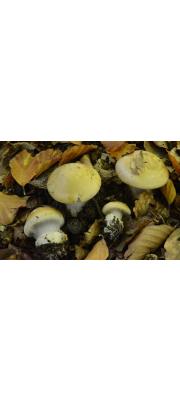 붉은띠끈적버섯 (Cortinarius anserinus (Volen.) R. Henry.  > Cortinarius amoenolens Hry. ex P.D. Orton)