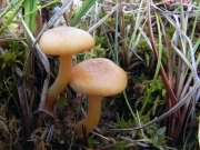 껍질뽕나무버섯 (Armillaria ectype (Fr.) Lamoure)