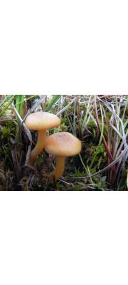 껍질뽕나무버섯 (Armillaria ectype (Fr.) Lamoure)