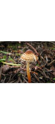 밤색갓버섯 (Lepiota castanea Quél.)