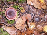 숯끈적버섯 (Cortinarius anthracinus (Fr.) Sacc.)