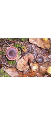 숯끈적버섯 (Cortinarius anthracinus (Fr.) Sacc.)